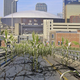 Officials say Indianapolis is now 60 percent corn.